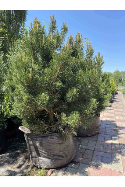 Сосна гірська Гном - ком60кг/вис.120-140см/Ø70-80см